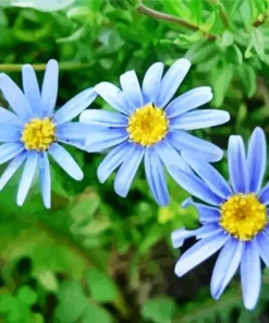 Blue Chamomile Flowers Diamond Painting