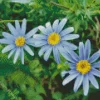 Blue Chamomile Flowers Diamond Painting