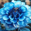 Blue Chrysanthemum Flower Diamond Painting