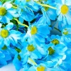 Blue Daisies Diamond Painting