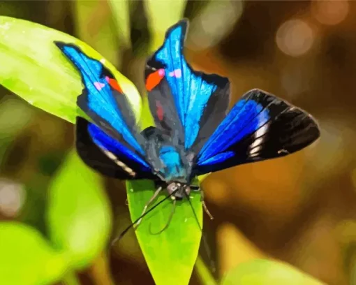 Blue Doctor Butterfly Diamond Painting