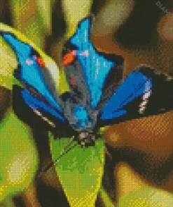 Blue Doctor Butterfly Diamond Painting