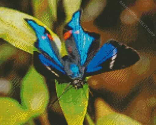 Blue Doctor Butterfly Diamond Painting