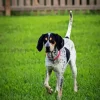 Blue English Coonhound Diamond Painting