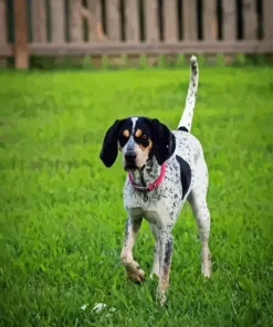 Blue English Coonhound Diamond Painting