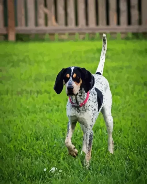 Blue English Coonhound Diamond Painting