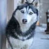 Blue Eye Husky Diamond Painting