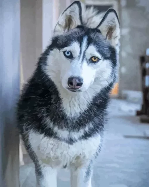 Blue Eye Husky Diamond Painting