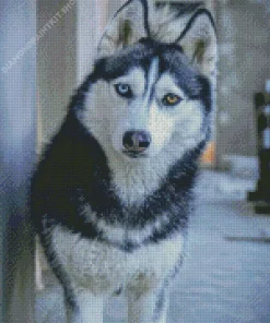 Blue Eye Husky Diamond Painting