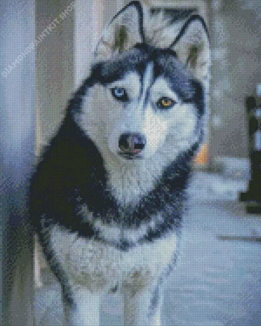 Blue Eye Husky Diamond Painting