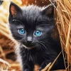 Blue Eyed Black Cat Diamond Painting