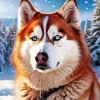 Blue Eyed Brown Husky Diamond Painting