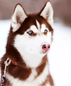 Blue Eyed Brown Husky Dog Diamond Painting