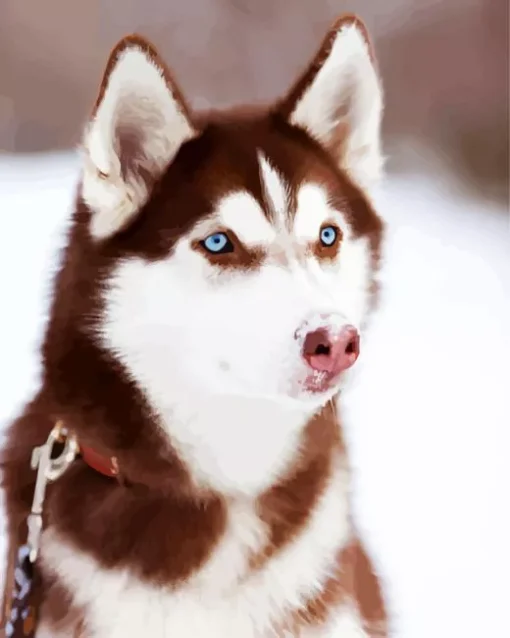 Blue Eyed Brown Husky Dog Diamond Painting