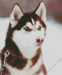 Blue Eyed Brown Husky Dog Diamond Painting