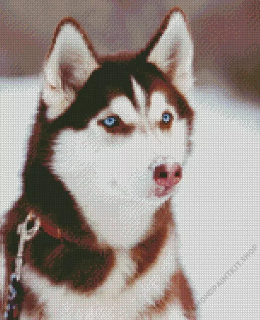 Blue Eyed Brown Husky Dog Diamond Painting