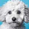 Blue Eyed Maltipoo Diamond Painting