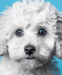 Blue Eyed Maltipoo Diamond Painting