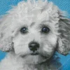 Blue Eyed Maltipoo Diamond Painting