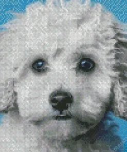 Blue Eyed Maltipoo Diamond Painting