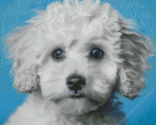 Blue Eyed Maltipoo Diamond Painting