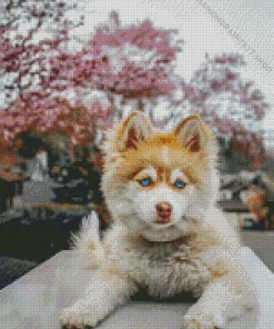 Blue Eyed Pomsky Dog Diamond Painting