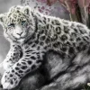 Blue Eyed Snow Leopard Diamond Painting