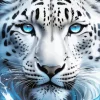 Blue Eyed Snow Leopard Face Diamond Painting