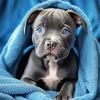 Blue Eyed Staffordshire Bull Terrier Diamond Painting