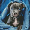 Blue Eyed Staffordshire Bull Terrier Diamond Painting