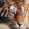 Blue Eyed Tiger Diamond Painting