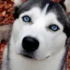 Blue Eyes Husky Diamond Painting