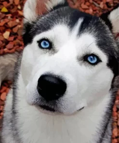 Blue Eyes Husky Diamond Painting