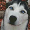 Blue Eyes Husky Diamond Painting