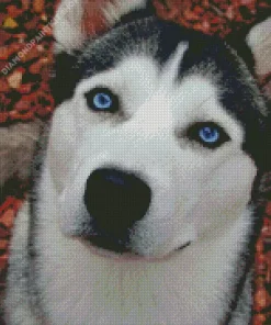 Blue Eyes Husky Diamond Painting