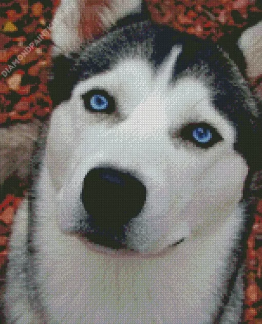 Blue Eyes Husky Diamond Painting