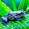 Blue Frog Diamond Painting