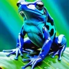 Blue Frog On Leaf Diamond Painting