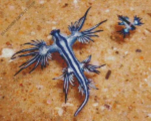 Blue Glaucus Nudibranch Diamond Painting