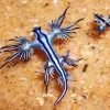 Blue Glaucus Nudibranch Diamond Painting