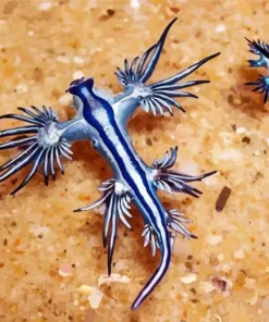 Blue Glaucus Nudibranch Diamond Painting