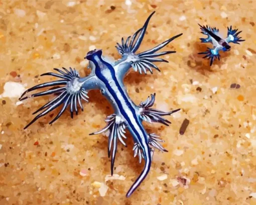 Blue Glaucus Nudibranch Diamond Painting