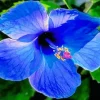 Blue Hawaiian Flower Diamond Painting