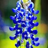 Blue Lupine Flower Diamond Painting