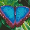 Blue Morpho Butterfly Diamond Painting