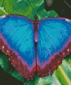 Blue Morpho Butterfly Diamond Painting