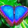 Blue Morpho Butterfly Diamond Painting