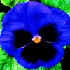 Blue Pansy Flower Diamond Painting