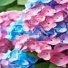 Blue Pink Purple Hydrangea Diamond Painting