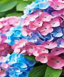 Blue Pink Purple Hydrangea Diamond Painting